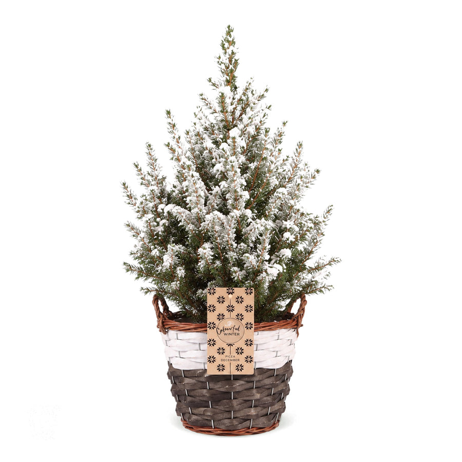 Kegelspar kerstboom besneeuwd – Pot Ø17 cm · 65 cm hoog · met mand (foto 2)