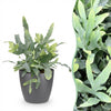 Green boutiQ - Kamerplant - Phlebodium aureum Blue Star - Blauwe Varen - Huisdiervriendelijke Plant - Blauw - 1 Plant - met Potter Grijs - Pot 12cm - Hoogte 25cm