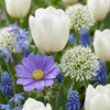 Bollenmix Garden Blue — blauwe tintenmix, 1000 stuks (maat 10/12)
