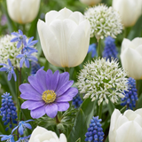 Bollenmix Garden Blue — blauwe tintenmix, 1000 stuks (maat 10/12)