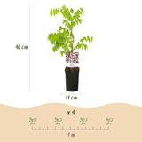 Green boutiQ - Blauwe regen - Wisteria floribunda Rosea - Bloem roze- 1 plant - Pot 11cm Hoogte 40cm