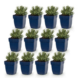 Green boutiQ - Vasteplant - Lavandula ang. Munstead - Lavendel - Geurend - Paars - 12 Planten - Pot 11cm - Hoogte 15-25cm