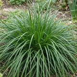 Green boutiQ - Grassen - Carex oshimensis Evergreen - Japanse Zegge - Groenblijvend - Groen - 1 Plant - Pot 11cm - Hoogte 15-25cm