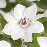 Green boutiQ - Klimplant - Clematis Miss bateman - Bloem Wit - Weinig onderhoud -2 planten -Pot 11cm Hoogte 40cm