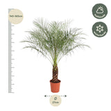 Phoenix Roebelenii - 150 cm - ø32