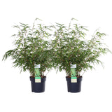2x Fargesia rufa - ↨60cm - Ø19