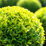 Green boutiQ - Buxus Bol - BetterBuxus Skylight - Resistant tegen Buxus Schimmel - 1 planten - pot 26cm bol 30cm