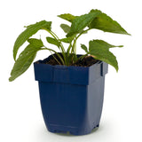 Green boutiQ - Vasteplant - Rudbeckia fulg. Goldsturm - Gele zonnehoed - Bijen- en vlinderlokkers - Geel - 1 Plant - Pot 11cm - Hoogte 15-25cm