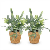 Green boutiQ - Kamerplant - Phlebodium aureum Blue Star - Blauwe Varen - Huisdiervriendelijke Plant - Blauw - 2 Planten - met Mand - Pot 12cm - Hoogte 25cm