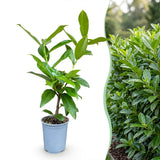 Green boutiQ - 8x Prunus laur. Novita - Laurierkers - Haagplanten - Groenblijvend - Groen - Pot 9cm - Hoogte 25-35cm