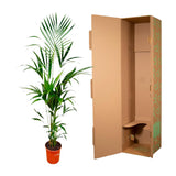 Kentia palm - 180cm - ⌀21 -25