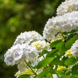 Green boutiQ - Tuinplant - Hydrangea macrophylla Wit - Hortensia - Winterhard - Wit - 1 Plant - Pot 12cm - Hoogte Hoogte 20-30cm