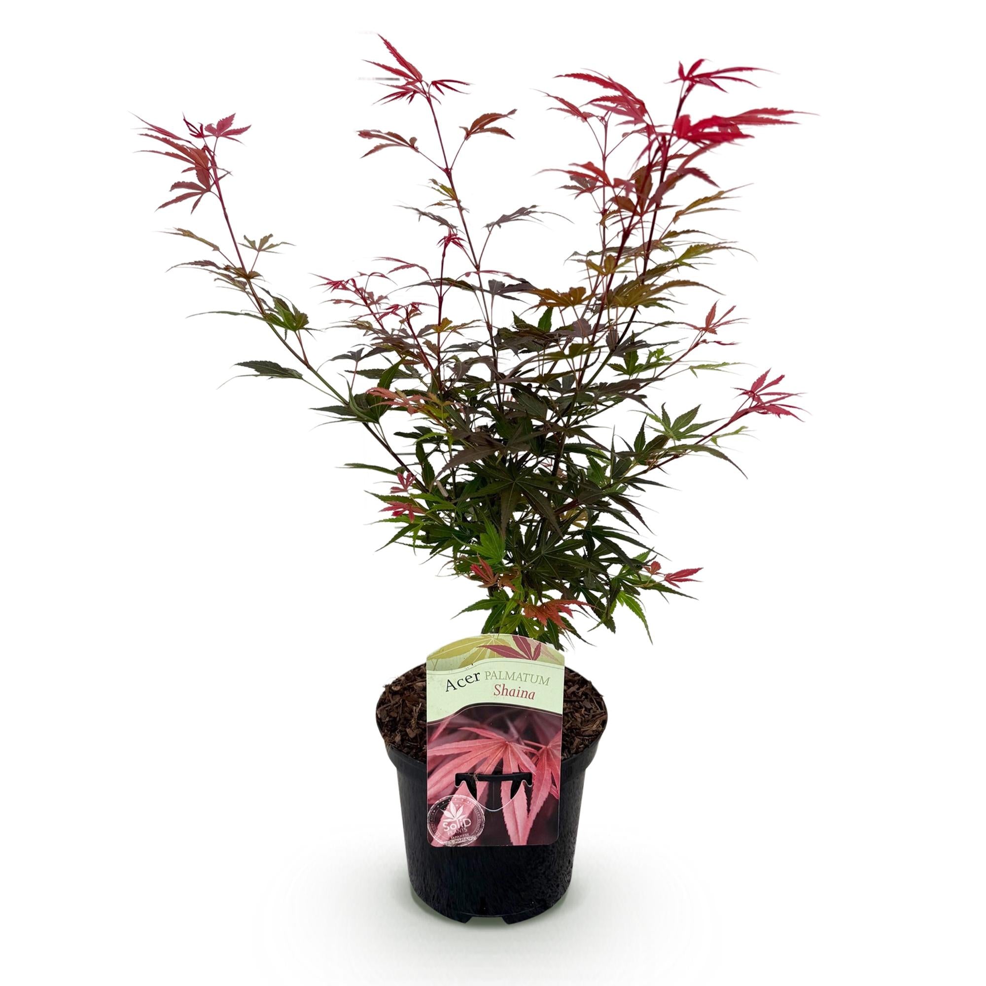 Green boutiQ - Terrasplant - Japanse Esdoorn - Acer palmatum Shaina - Rood - 1 Plant - Bladverliezend - Pot 19cm Hoogte 70cm