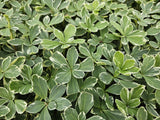 12x Pachysandra term. 'Variegata' - ↕10-25cm - Ø9cm