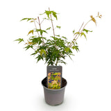 Green boutiQ - Tuinplant - Acer palmatum Katsura - Oranje - 1 Plant - Bladverliezend - Weinig Onderhoud - Pot 12cm Hoogte 35cm