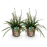 Green boutiQ - Siergrassen -Carex morrowii Irish Green - Groen & Geel - 2 Planten - Bladhoudend - Weinig Onderhoud - Pot 17cm Hoogte 50cm
