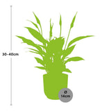 Spathiphyllum 12 Cm Torelliin ELHO Vibes Fold 14cm geel