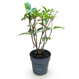 Green boutiQ - Tuinplant - Hydrangea panniculata Living Pink & Rose - Pluimhortensia - Winterhard - Roze - 1 Plant - Pot 12cm - Hoogte Hoogte 20-30cm