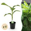 Green boutiQ - Fruitplant - Bananen plant - Musa Basjoo - Winterhard - 4 planten - Pot 17cm Hoogte 40cm