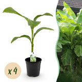 Green boutiQ - Fruitplant - Bananen plant - Musa Basjoo - Winterhard - 4 planten - Pot 17cm Hoogte 40cm