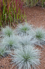 Festuca glauca Azura Blue - Ø19cm - ↕40cm - Ø19 - ↨40cm