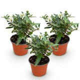 Green boutiQ - Tuinplant - Buddleja davidii Butterfly Candy Little White - Vlinderstruik - Compact - Wit - 3 Planten - Pot 12cm - Hoogte 20-25cm