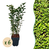 Green boutiQ - Haagplanten - Ligustrum ovalifolium -blad groen - 6 planten - 1 strekkende meter - groenblijvend - pot 17cm hoogte 55cm