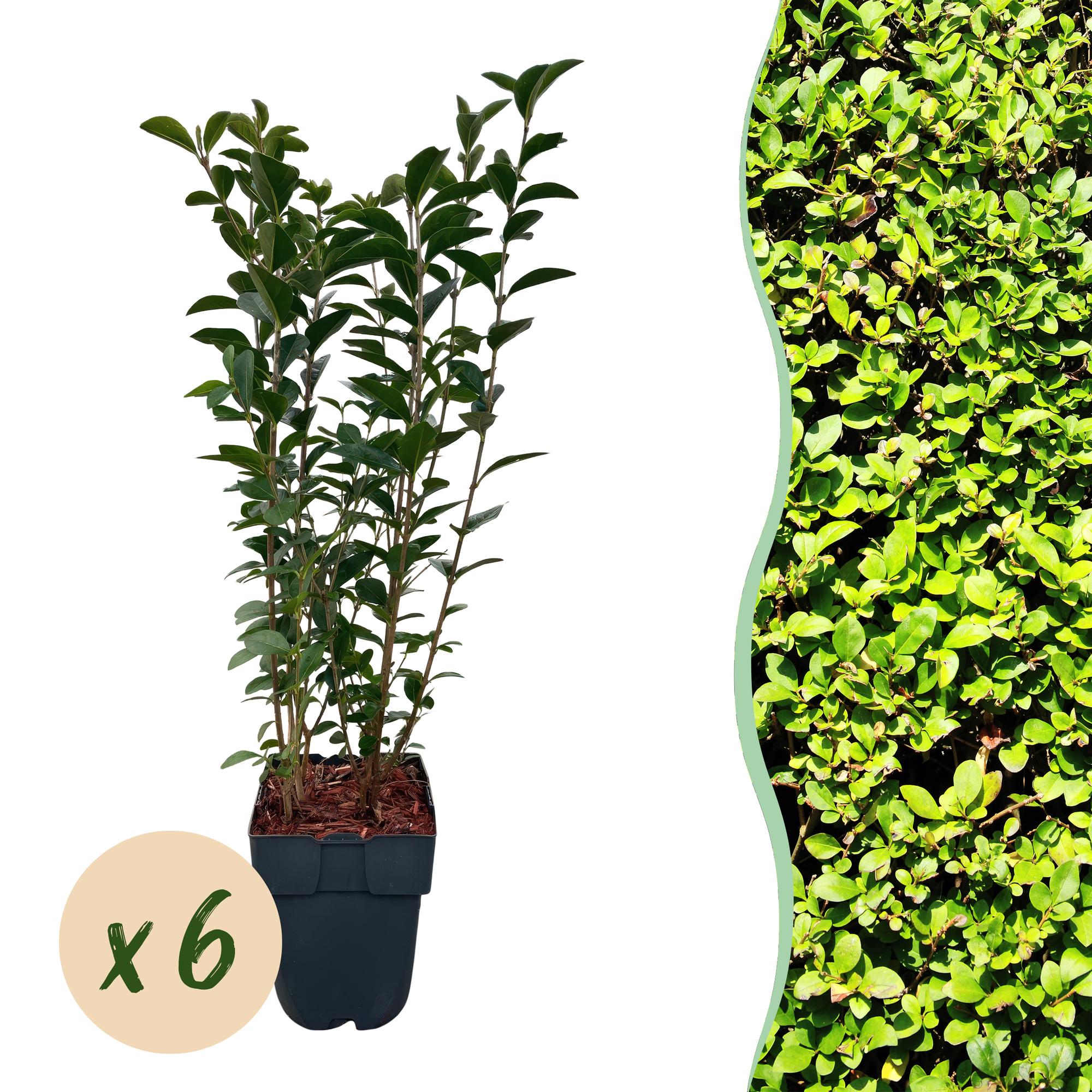 Green boutiQ - Haagplanten - Ligustrum ovalifolium -blad groen - 6 planten - 1 strekkende meter - groenblijvend - pot 17cm hoogte 55cm