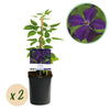 Green boutiQ - Klimplant - Clematis vit. Polish Spirit - Bloem Roze - Weinig onderhoud -2 planten -Pot 11cm Hoogte 40cm