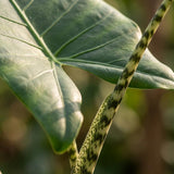 Green boutiQ - Kamerplant - Olifantsoor Zebrina - Alocasia Zebrina - Groen - Weinig onderhoud - 1 Plant - met Mand - Pot 21 cm - Hoogte 70 - 75cm
