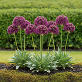 Green boutiQ - Bloembollen - Allium Miami - Kleur Paars - 15 stuks - Bolmaat 10/11 - XXL Pack