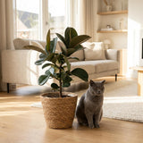 Green boutiQ - Kamerplant - Rubberplant - Ficus Elastica Cloe - Groen - Weinig onderhoud - 1 Plant - met Mand - Pot 19cm - Hoogte 65cm