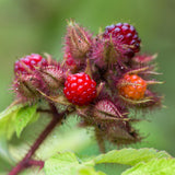 Green boutiQ - Fruitplant - Rubus phoenicolasius - Japanse wijnbes - Winterhard - Fel Rode Framboos - 2 Planten - Pot 15cm - Hoogte 50cm