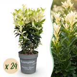 Green boutiQ - 24x Euonymus japonica Paloma Blanca - Kardinaalsmuts - Haagplanten - Groenblijvend - Groen - Wit - Pot 9cm - Hoogte 20-30cm