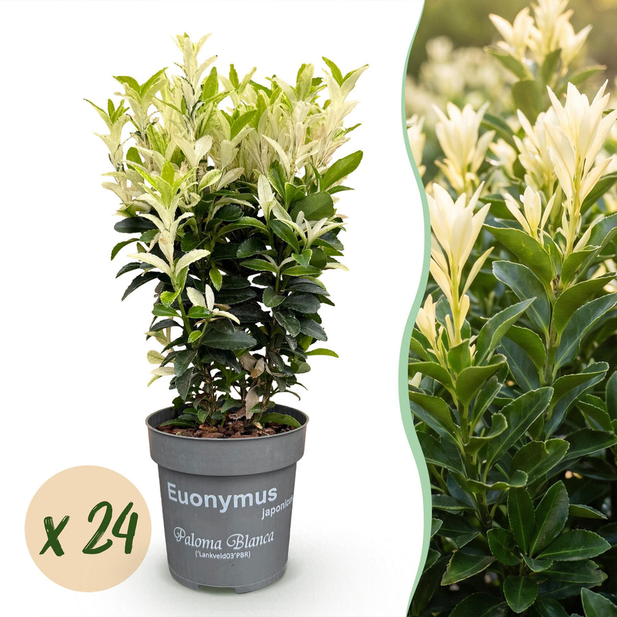 Euonymus japonica Paloma Blanca — Kardinaalsmutshaag, 24 stuks, 20-30 cm