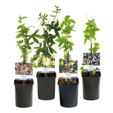 Green boutiQ - Passiebloem - Passiflora Rainbow- Bloem Roze Wit Paars Groen - Weinig onderhoud - 4 planten - Pot 11cm Hoogte 40cm
