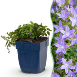 Green boutiQ - Vasteplant - Campanula posch. Stella - Perzikbladklokje - Bodembedekkend - Paars - 12 Planten - Pot 11cm - Hoogte 15-25cm
