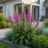 Green boutiQ - Vasteplant - Digitalis purp. Dalmatian Purple - Vingerhoedskruid - Schaduw - Paars - 1 Plant - Pot 11cm - Hoogte 15-25cm