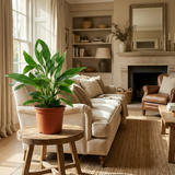 Green boutiQ - Kamerplant - Lepelplant - Spathiphyllum - Wit - Weinig onderhoud - 1 Plant - Pot 19cm - Hoogte 70 - 80cm