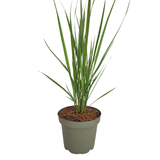 6x Panicum virgatum ‘Northwind’ – Sterk opgaand siergras met strakke groeivorm | Potmaat 12 cm