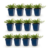 Green boutiQ - Vasteplant - Phlox Tricolour - Vlambloem - Bodembedekkend - Paars - Roze - Wit - 12 Planten - Pot 11cm - Hoogte 15-25cm