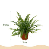 Green boutiQ - Kamerplant - Nephrolepsis exaltata Green Lady - Varen - Huisdiervriendelijke Plant - Groen - 1 Plant - met Mand - Pot 12cm - Hoogte 25cm