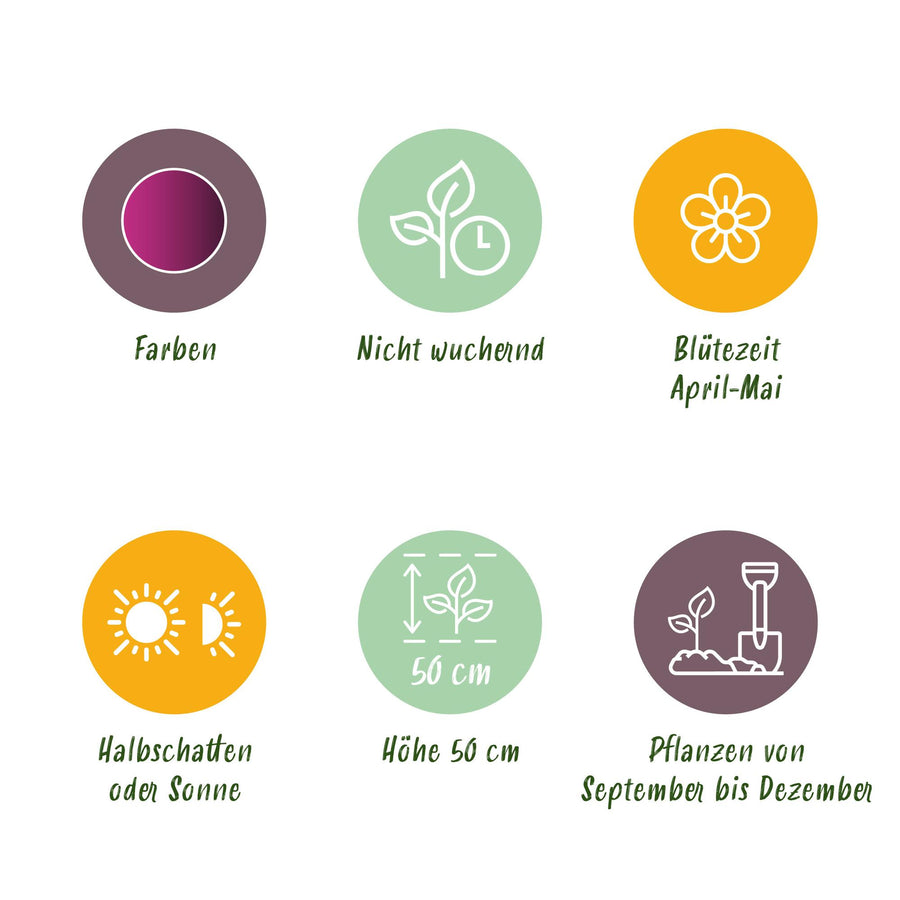 Tulpenbollen Triumph Purple — paars, 15 stuks (bolmaat 11/12)