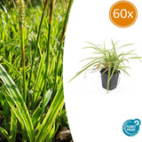 60x Carex morrowii 'Aureovariegata'- ↕10-25cm - Ø9cm