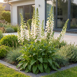 Green boutiQ - Vasteplant - Digitalis purp. Dalmatian White - Vingerhoedskruid - Schaduw - Wit - 24 Planten - Pot 11cm - Hoogte 15-25cm