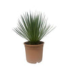 Yucca Rostrata - 50 cm - ø24cm