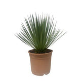 Yucca Rostrata - 50 cm - ø24cm