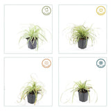 24x Carex oshim. 'Evergold'- ↕10-25cm - Ø9cm