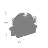 2x 6 pack Lavendel angustifolia - Ø7 cm - ↕15 cm