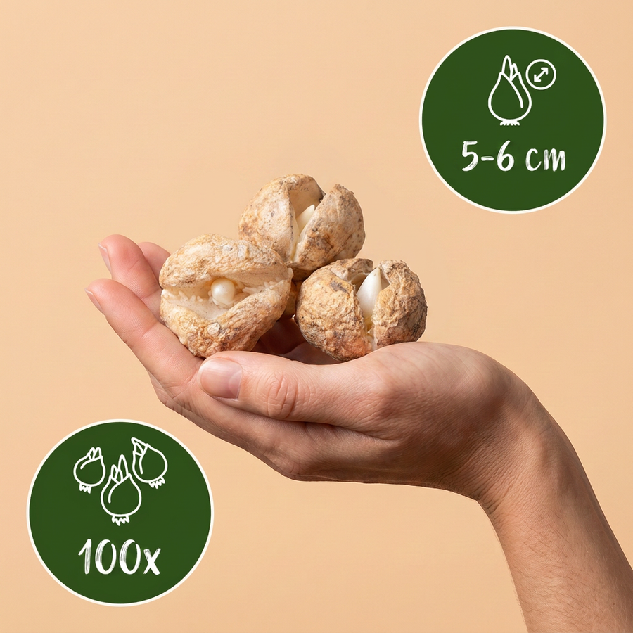 Sneeuwklokjesbollen Elwesii — wit, 100 stuks (bolmaat 5/6)